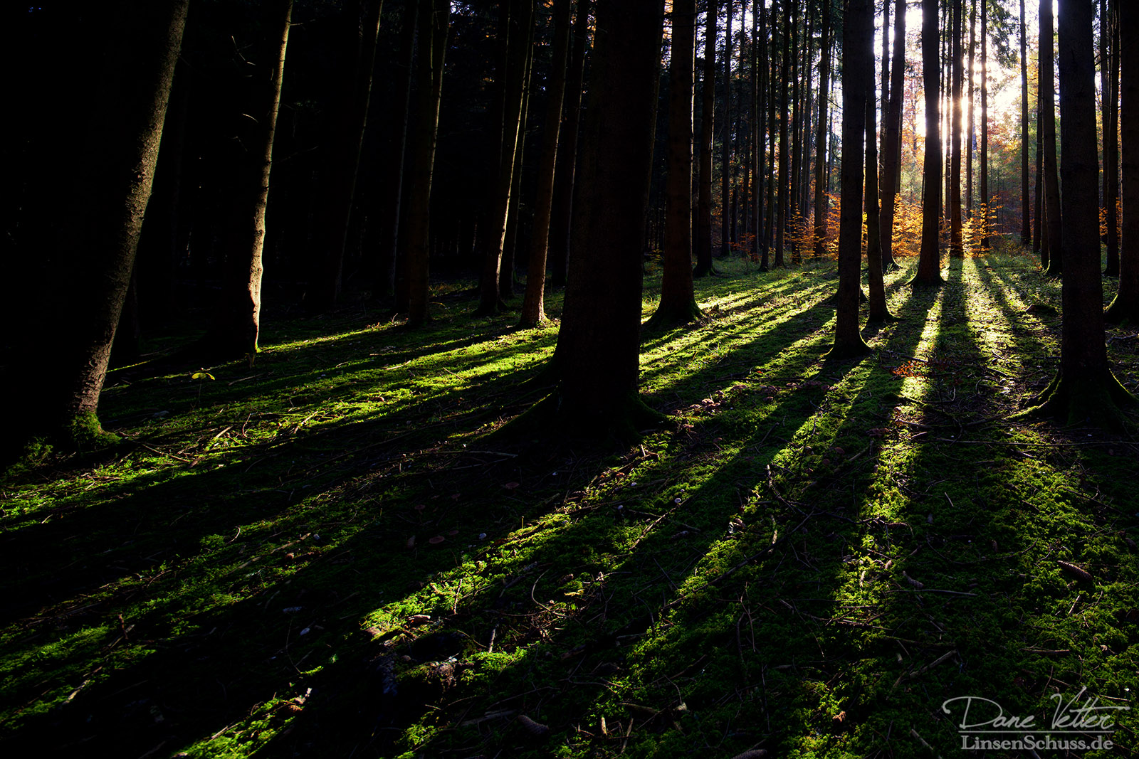 Schattenspiel im Mooswald 2